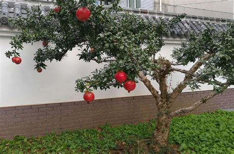 家门前种什么植物最好|房前应该种什么树（富不富，门前树，5种树，寓意好）